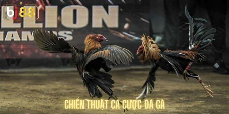 Chiến Thuật Cá Cược Đá Gà