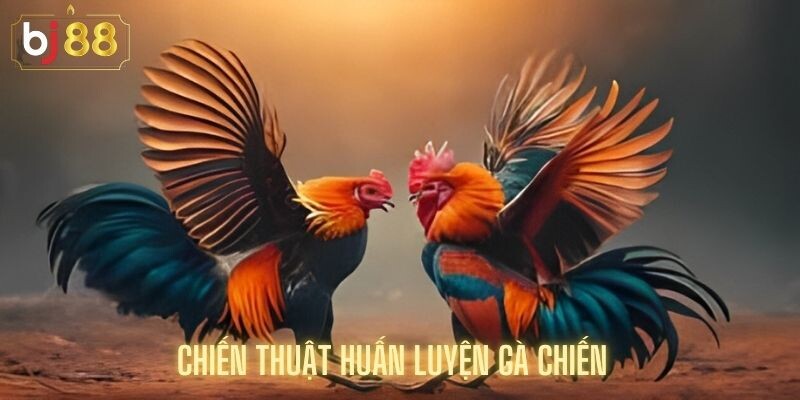 Chiến Thuật Huấn Luyện Gà Chiến