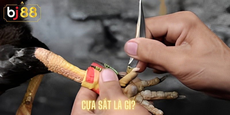 Cựa Sắt Là Gì