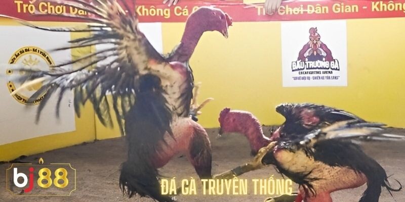 Đá Gà Truyền Thống