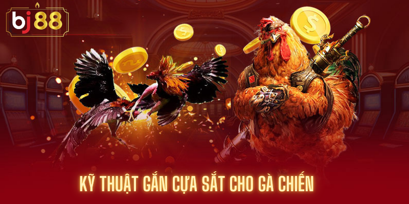 Kỹ Thuật Gắn Cựa Sắt Cho Gà Chiến