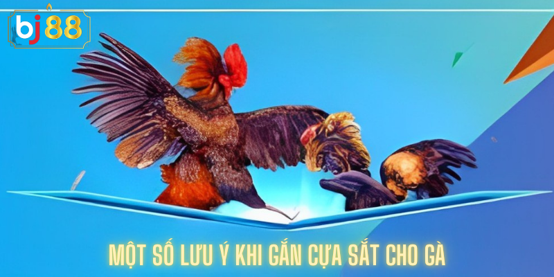 Một Số Lưu ý Khi Gắn Cựa Sắt Cho Gà